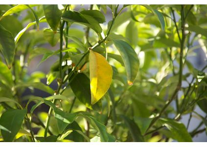 Customer image of Product 1